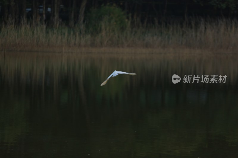 飞鸟掠过平静湖面