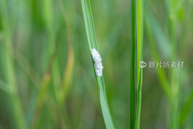 绿色植物上的白色虫卵