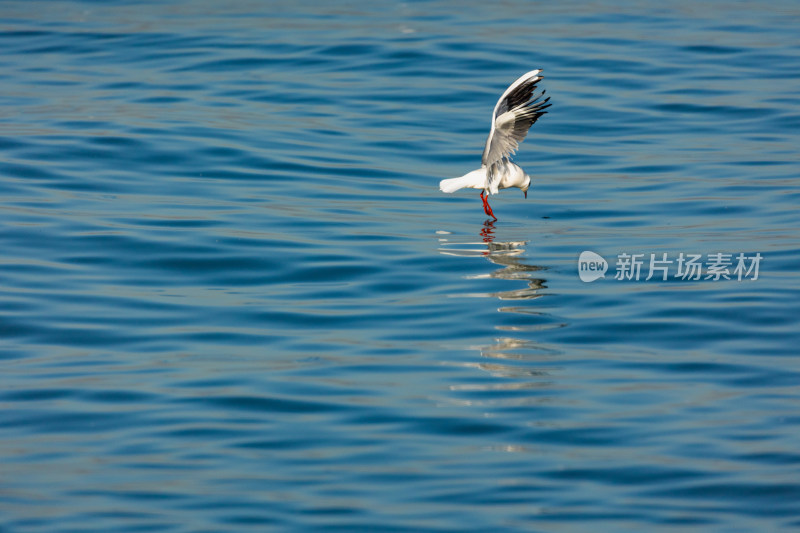 天津海边迁徙觅食的海鸥