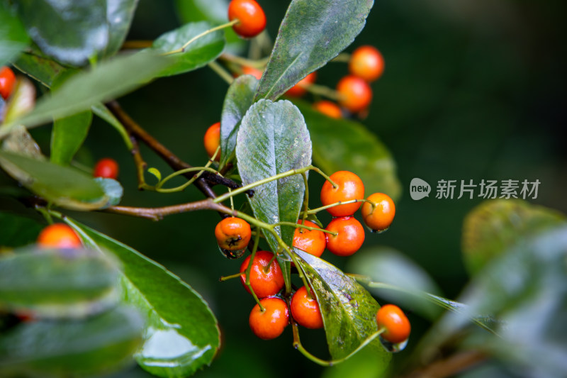 橙色火棘果盆栽植物特写