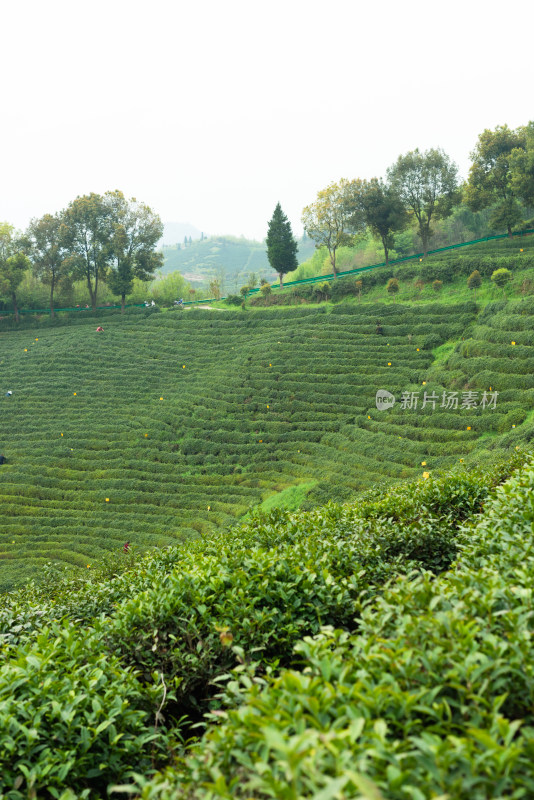 湖北省谷城县五山镇山茶茶园风景