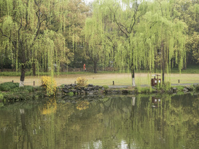 杭州西湖花港观鱼风景