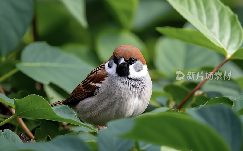 绿叶丛中的麻雀特写