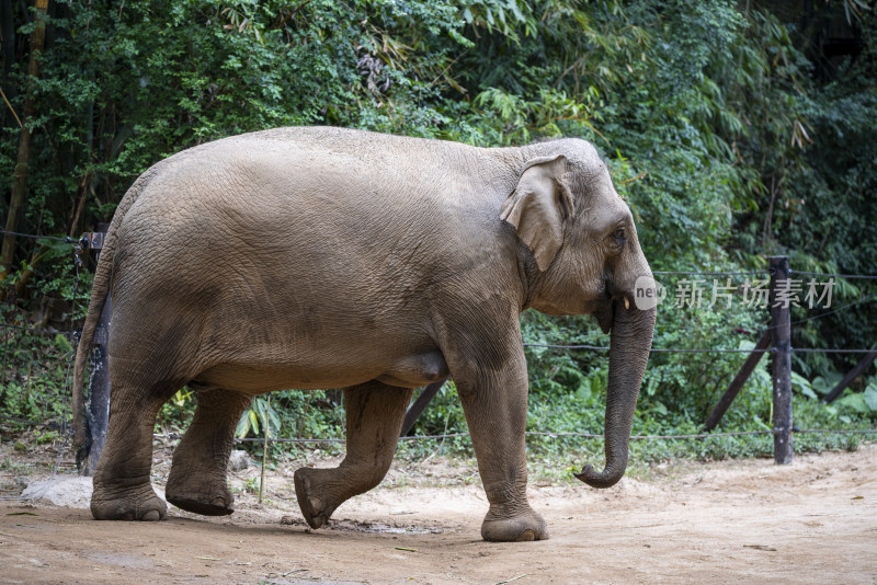 广州长隆野生动物园里的大象