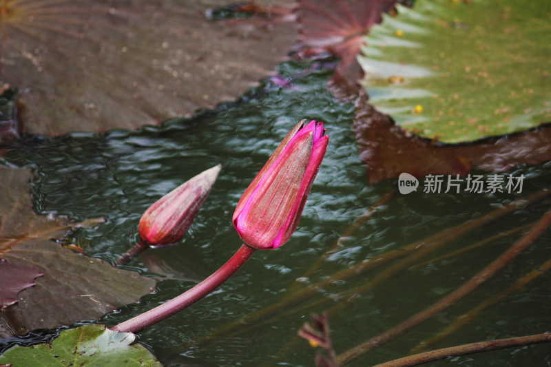 水中盛开的莲花