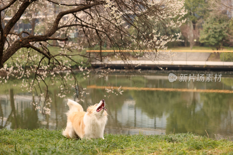 在草地上玩飞盘的边境牧羊犬