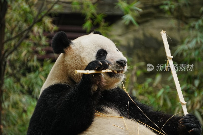 大熊猫悠闲进食竹子