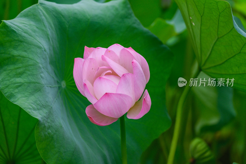 夏季荷塘荷花莲蓬荷叶特写