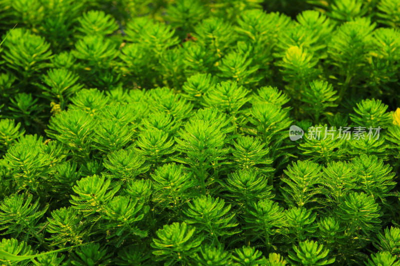 狐尾藻水草水生植物绿色背景