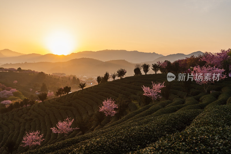 龙岩永福台品樱花茶园