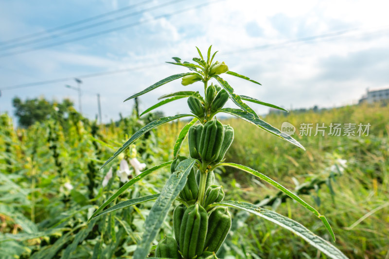 芝麻农田