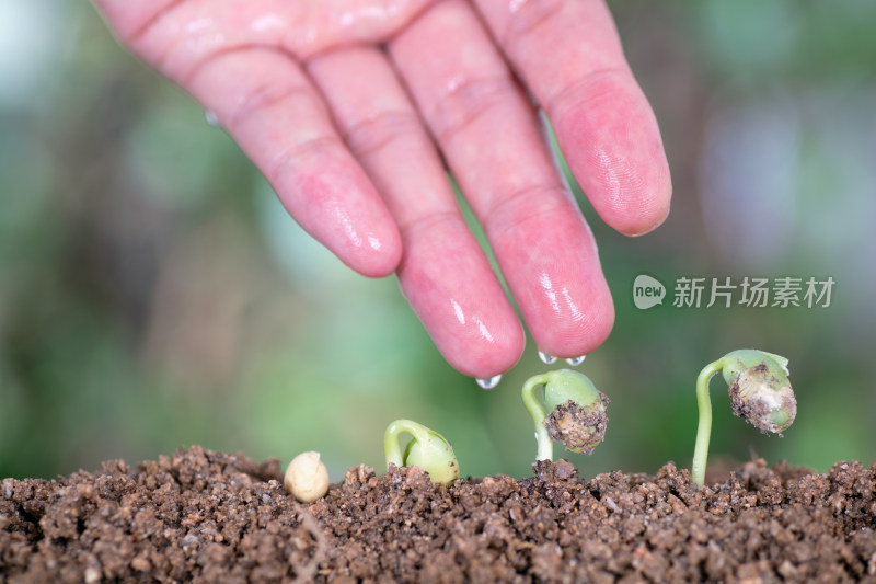 一只手再给一路生长的植物浇水