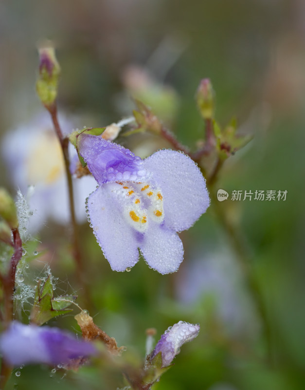 春天野外的通泉草开花