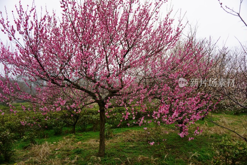 梅与梅花 南京梅花山