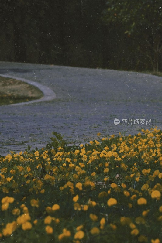 黄色花海