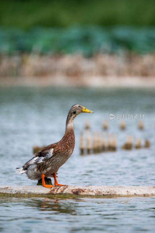 绿头鸭（Anas platyrhynchos）