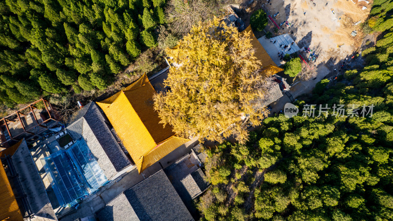 山东济南淌豆寺秋天黄色千年银杏树叶美景