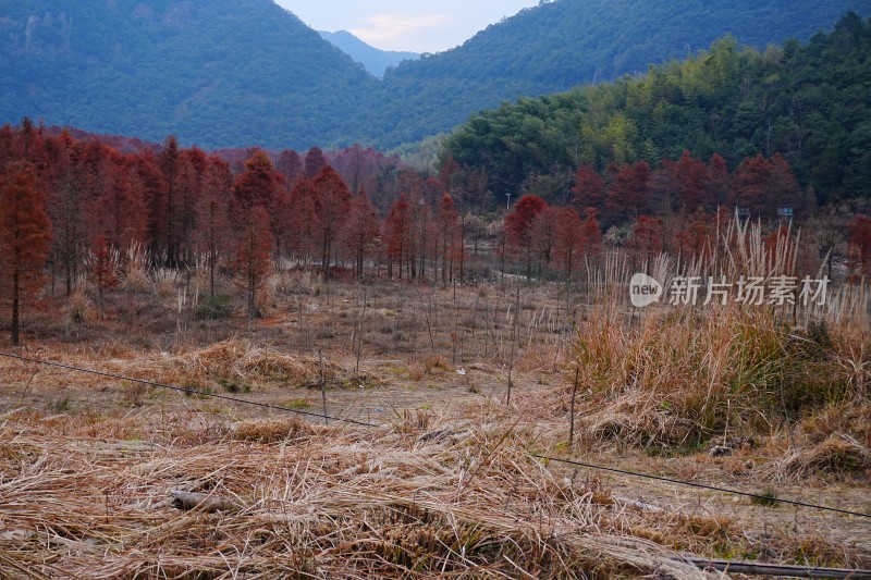 成片的水生红杉树、红杉林