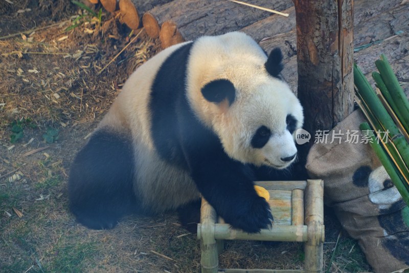 大连动物园大熊猫妙音 飞云