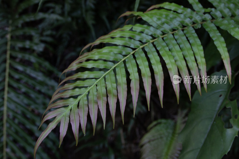 蕨类植物