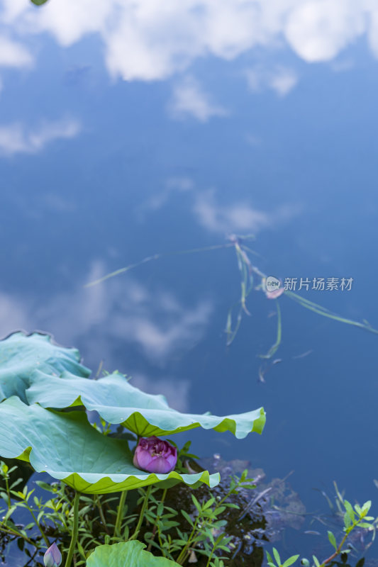 杭州西湖风景区曲院风风景