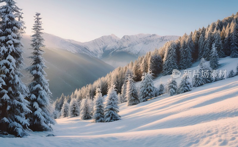 冬季森林白雪覆盖风景