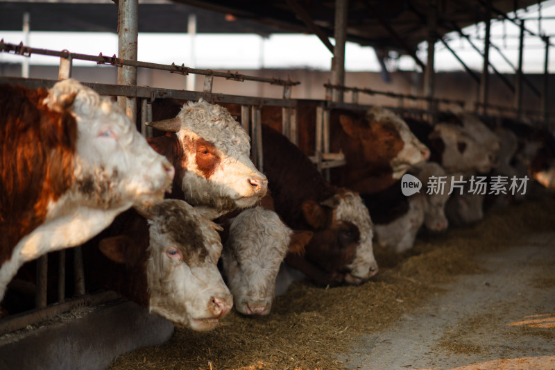 现代化养牛场里的牛在吃饲料