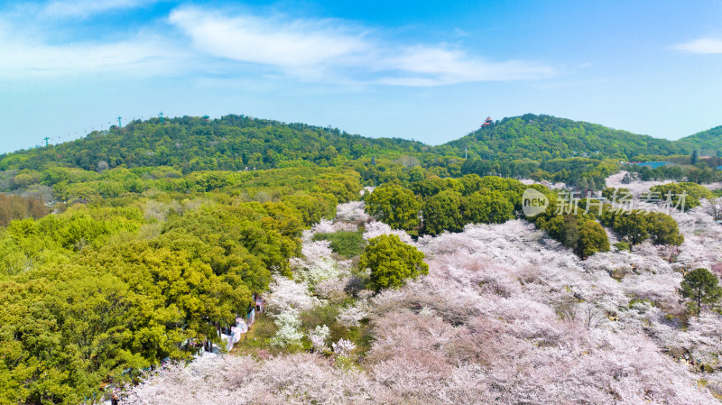 湖北武汉东湖樱花园与磨山