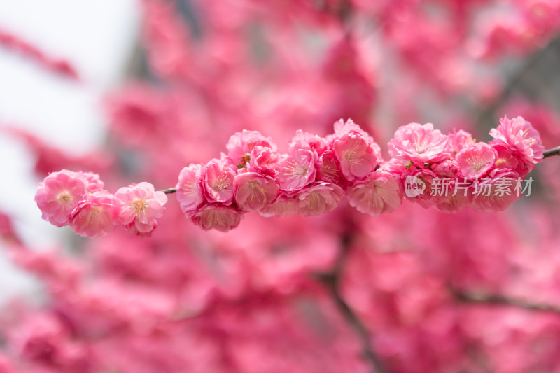 春天春暖花开小桃红榆叶梅花朵盛开