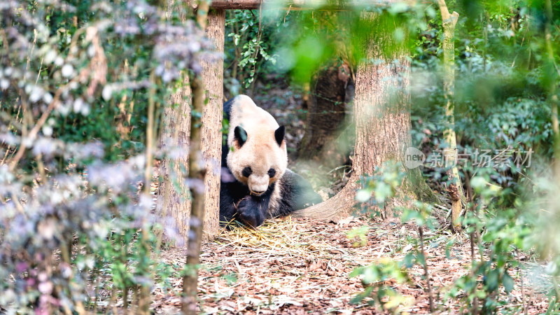 成都大熊猫繁育研究基地的大熊猫综合场景