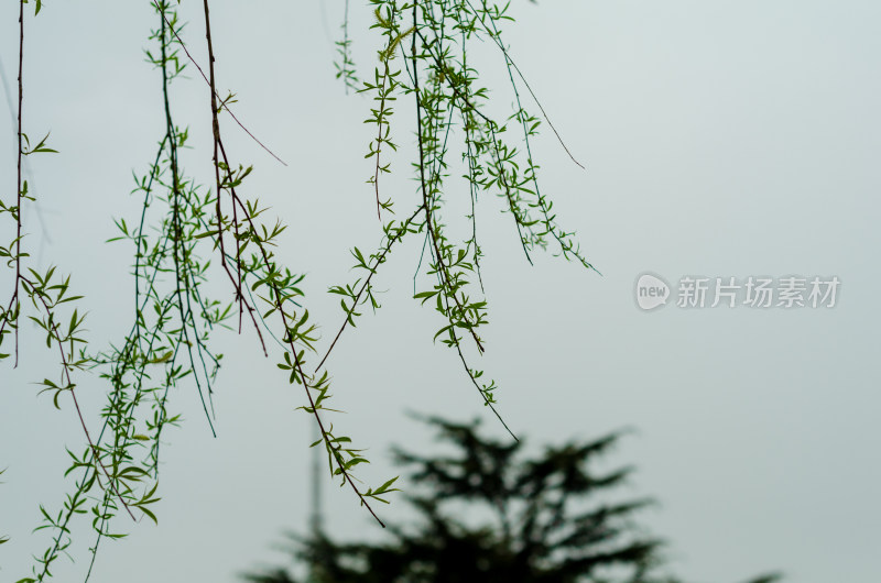 风中的柳条