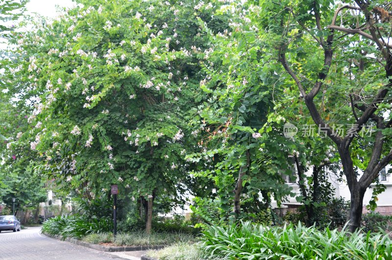 广东东莞：紫荆花开