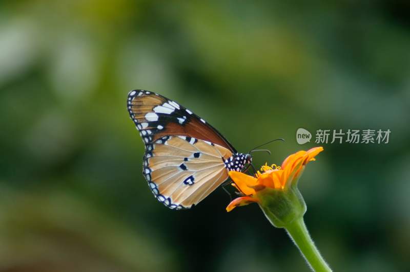 蝴蝶，彩色的昆虫，觅食的蝴蝶