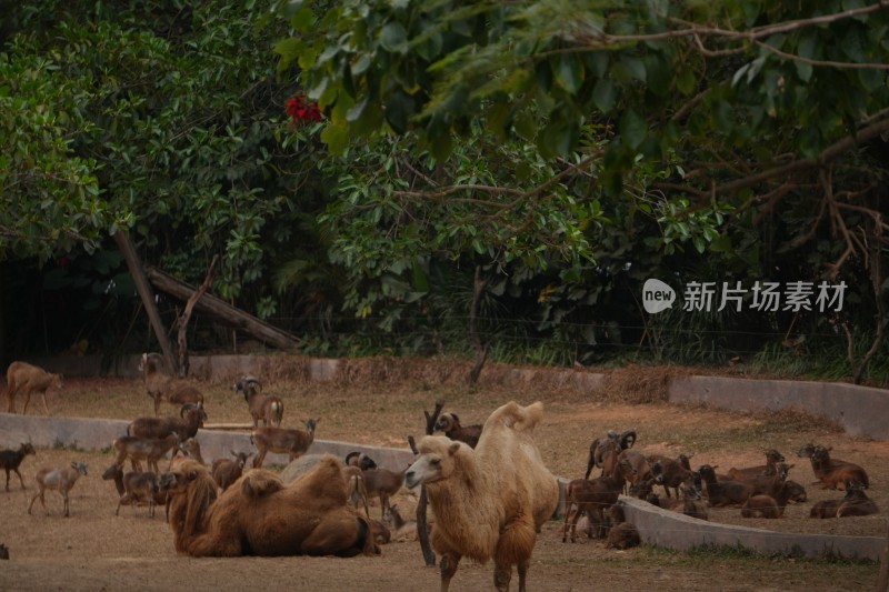 动物园内羊和骆驼聚集场景