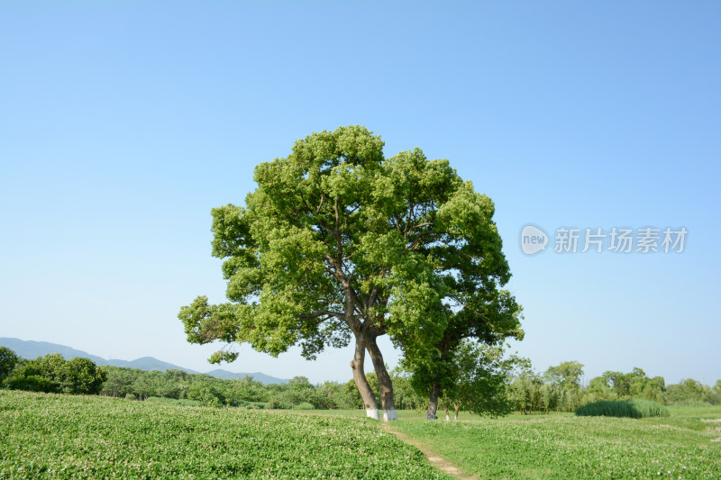 良渚遗址湿地公园风光美景