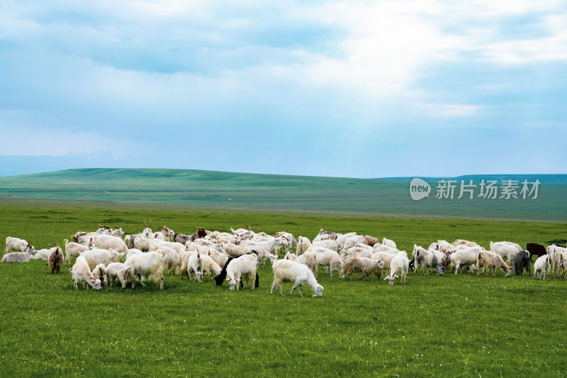 内蒙古草原羊群白绒山羊放牧