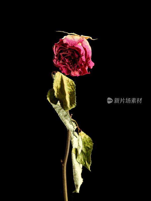 黑色背景上一朵干花玫瑰花