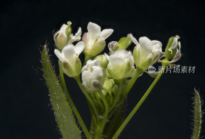 白色小花微距特写展示植物之美