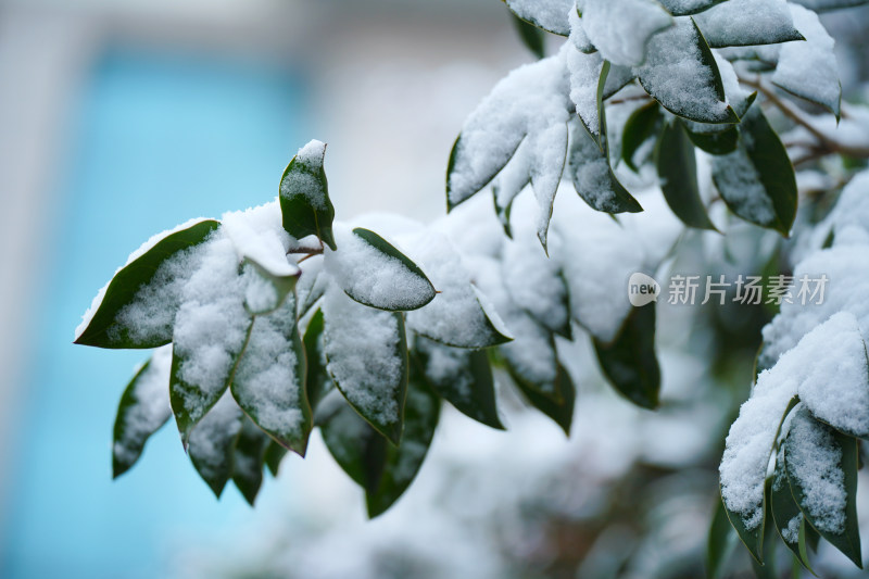 植物上的积雪素材