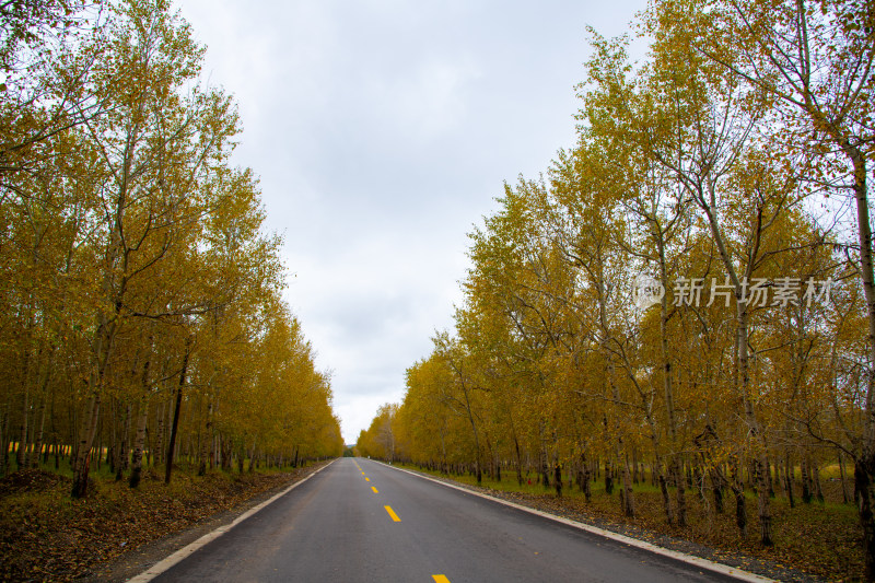 张家口草原公路林间公路