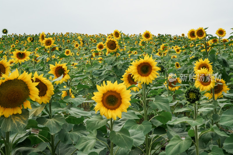 北京温榆河公园向日葵花田