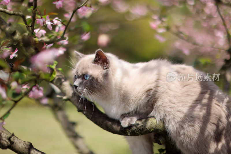 海棠花和英国短毛猫