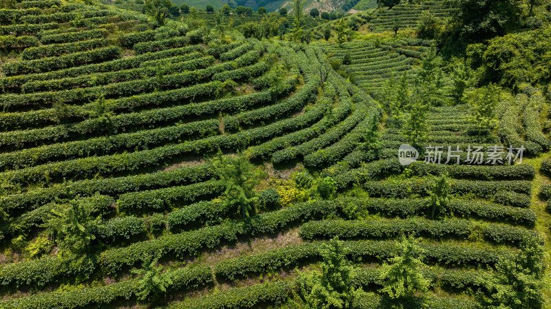 茶叶茶山茶艺茶园采茶茶红茶绿茶春茶茶叶茶