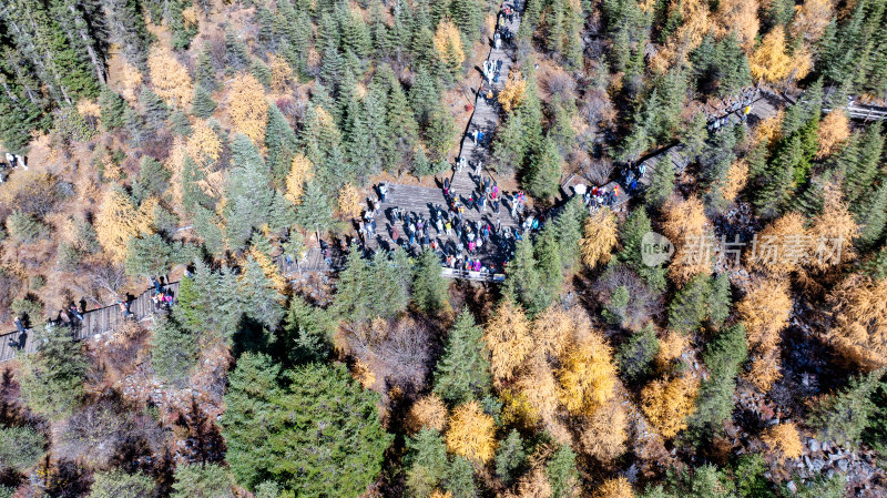 四川阿坝四姑娘山景区秋天的美丽景色