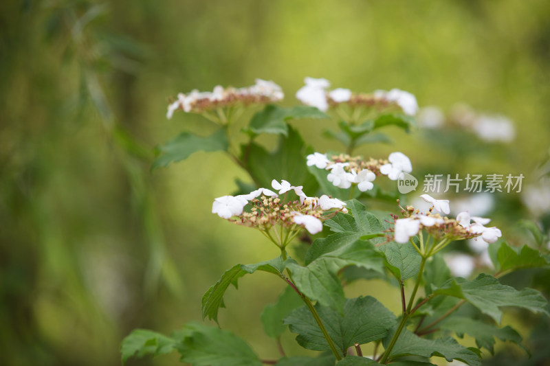 户外的绿化植物鸡树条