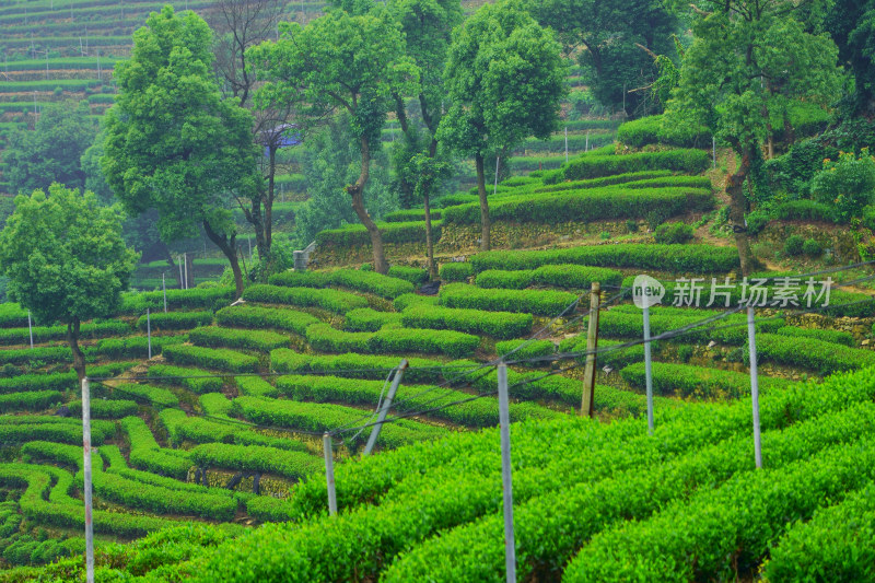 晨雾中的茶园