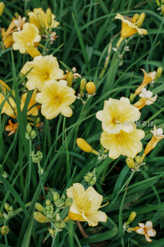 北京花乡公园萱草花