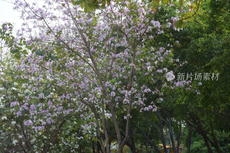 广东东莞：宫粉紫荆满树开花