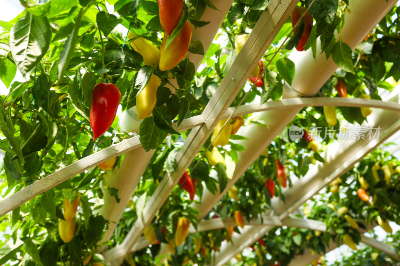 温室里的辣椒