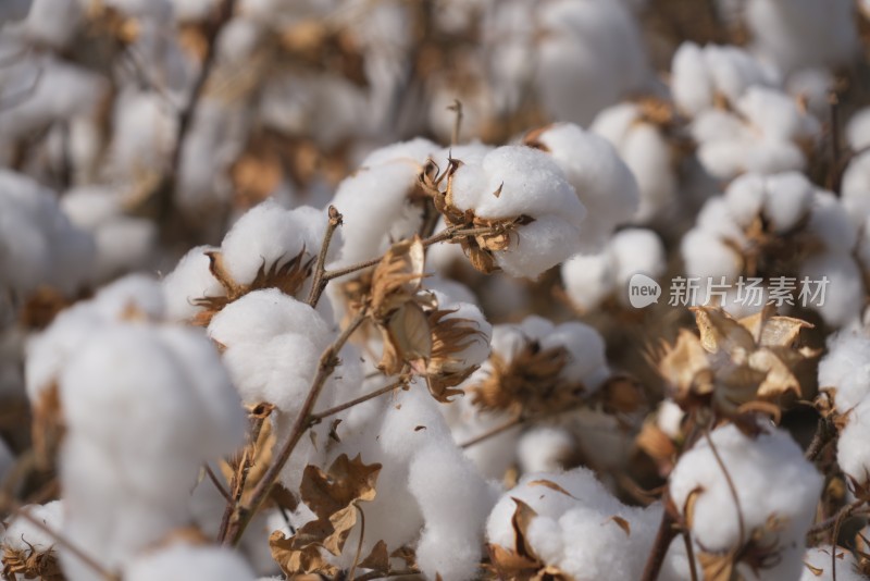 新疆 棉花 长绒棉  棉花田 棉桃 丰收